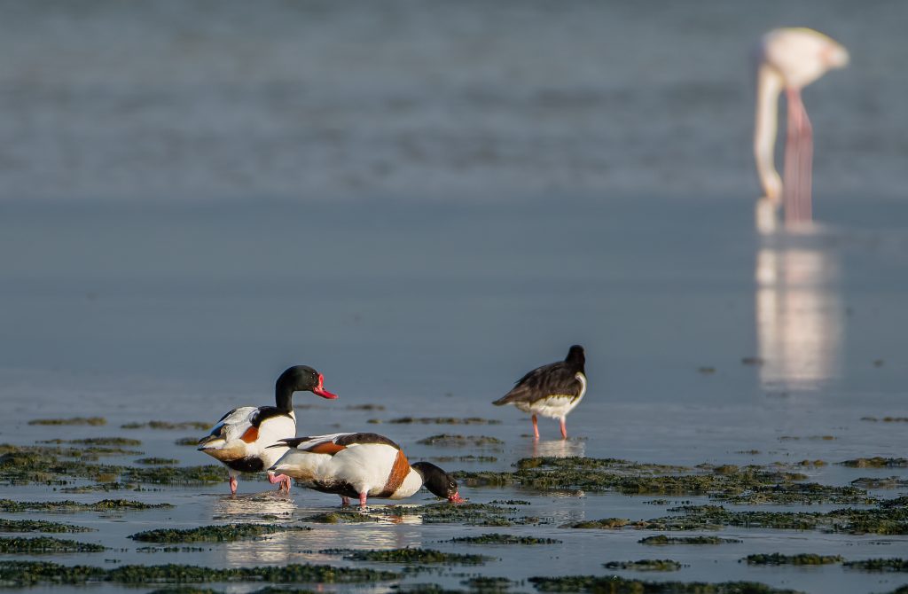 Nel Parco del Delta del Po