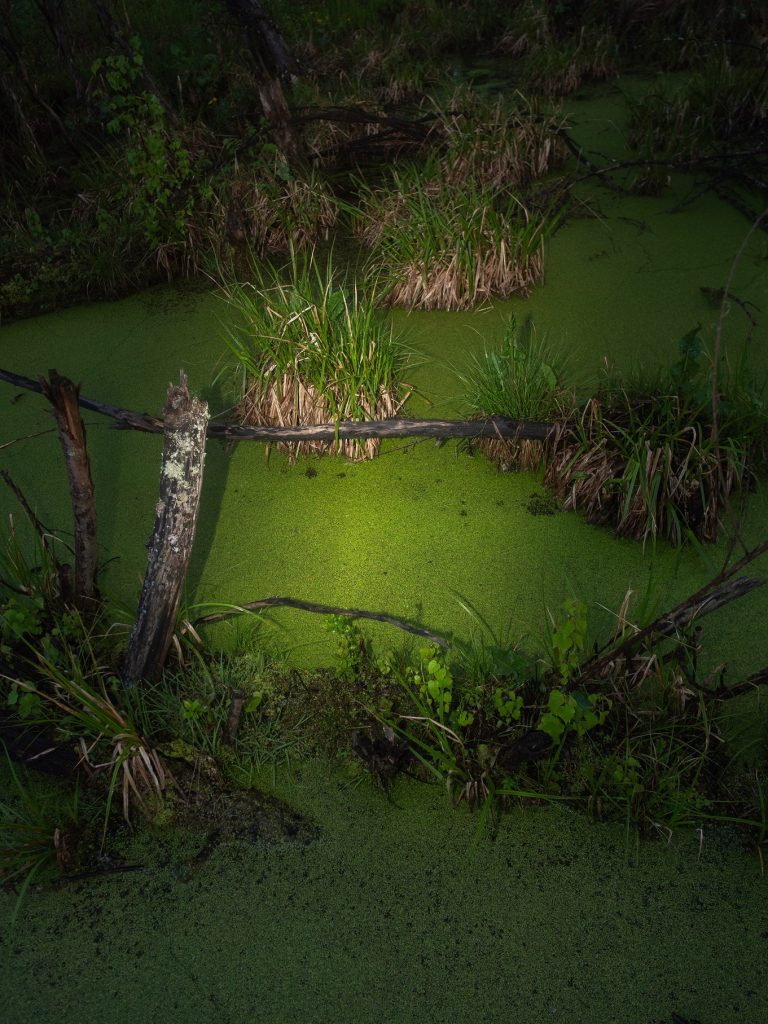 swamp