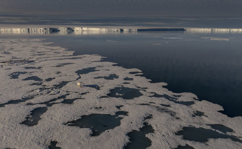 Polar bear on sea ice in front of Bresvelbreen Glacier