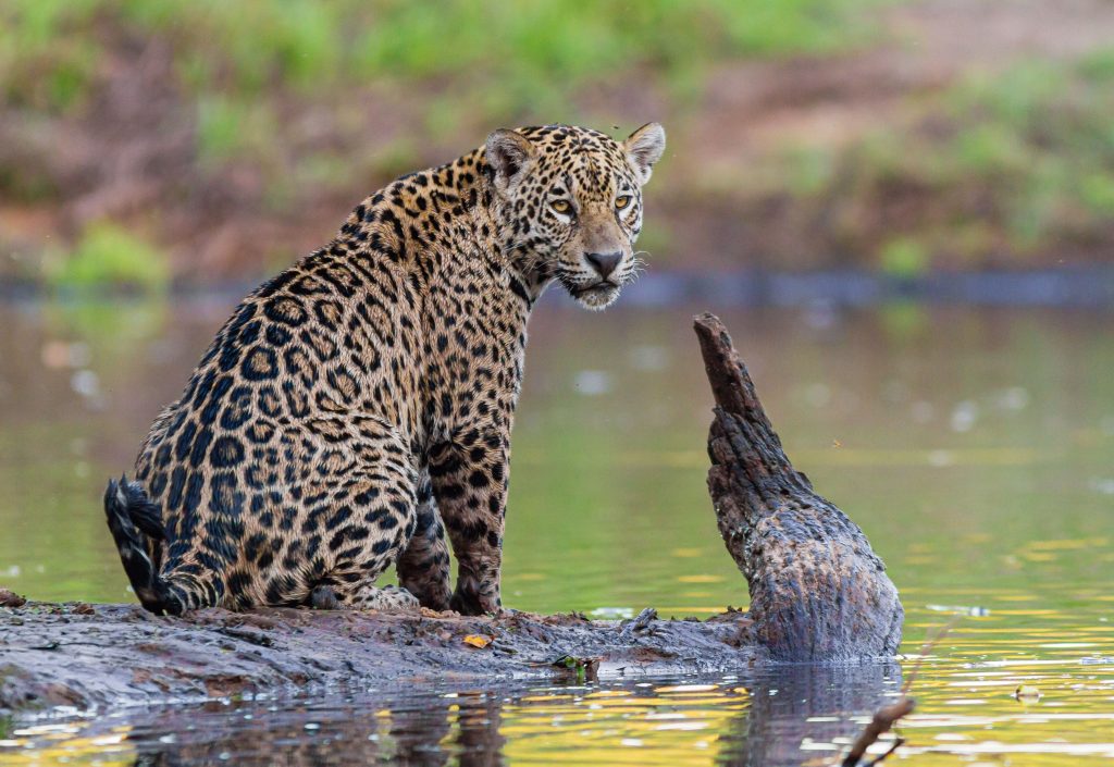 Jaguar staring at me