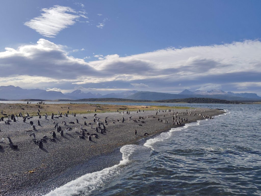 I pinguini della Terra del Fuoco