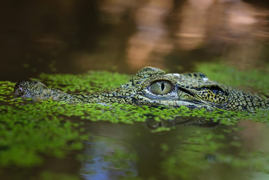 Stalking Prey