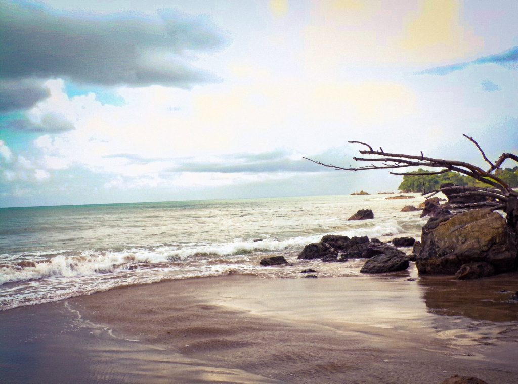 Driftwood Shores