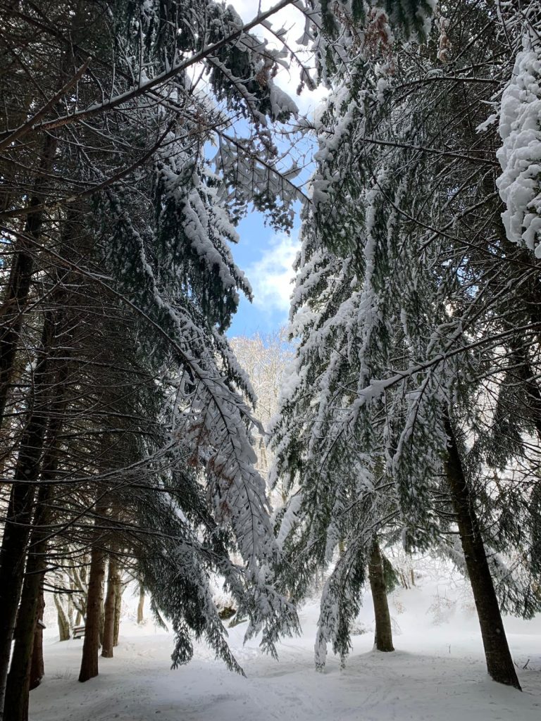 Pineta
