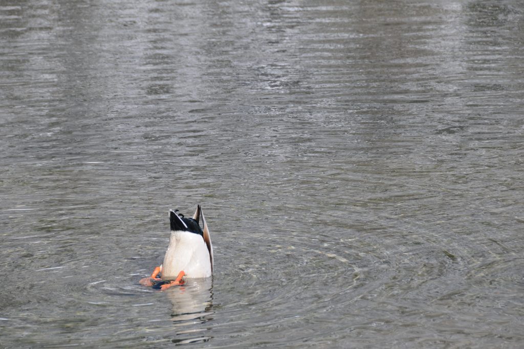 Diving duck