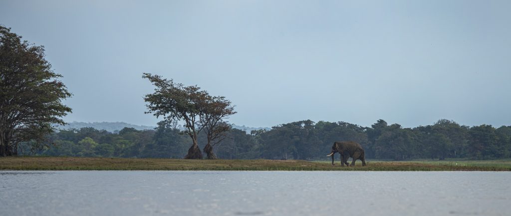 The Lonely walk