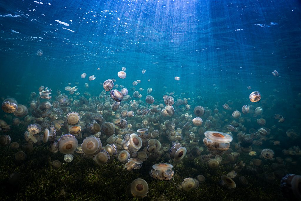 Echoes of an enchanted sea