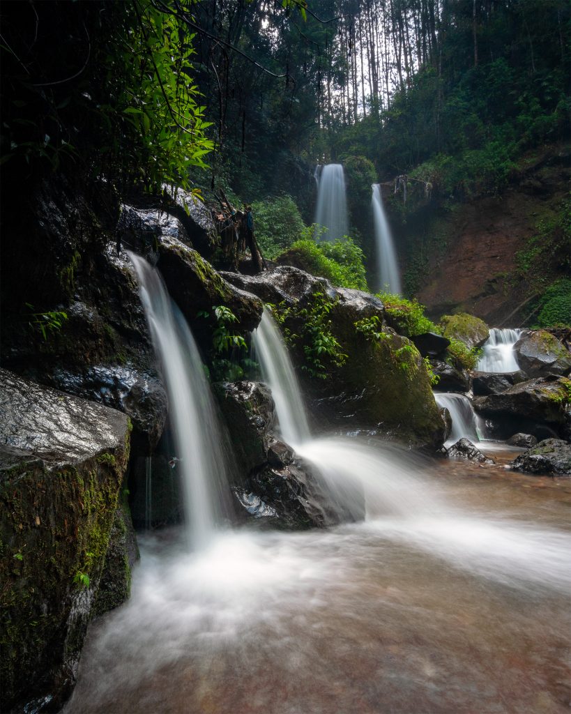 Tropical Freshness of Merbabu Rain Forest