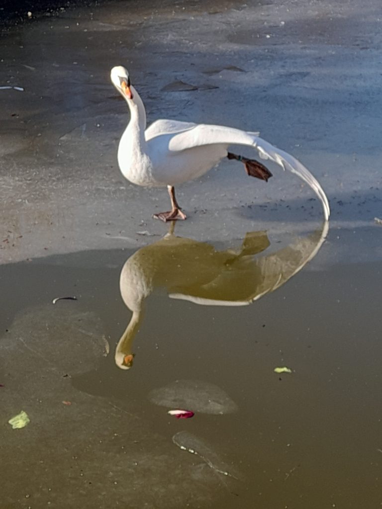 cigno su lago ghiacciato