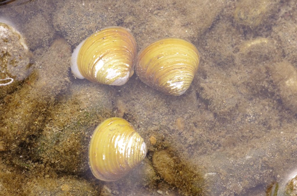 Vongola d’oro cinese