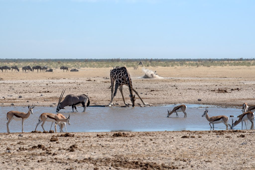 Water for life ( Etosha – Namibia)