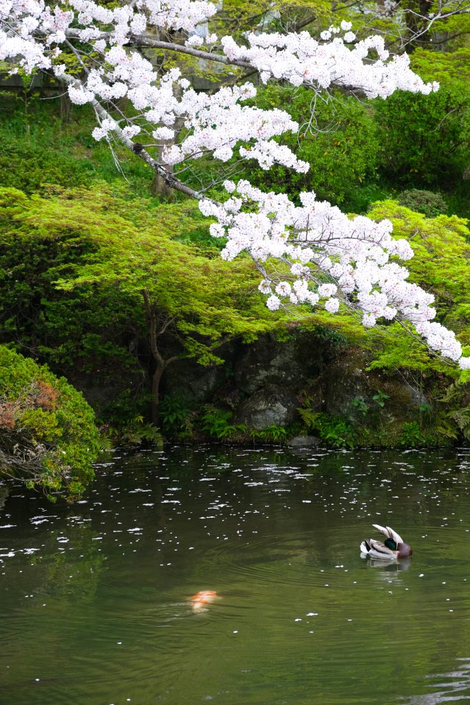 Water, Animals, and Sakura in Harmony