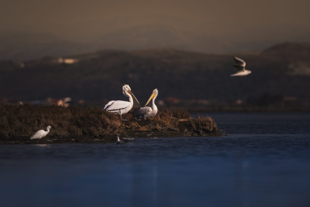 Dalmatian Pelican