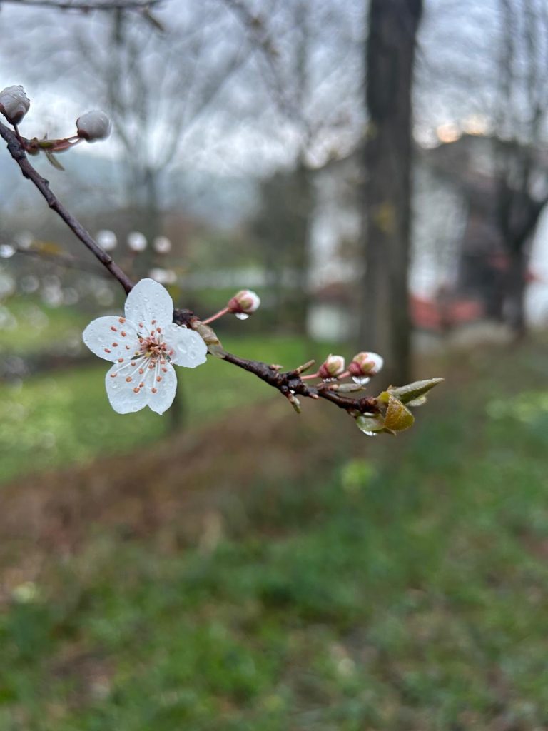 Natura