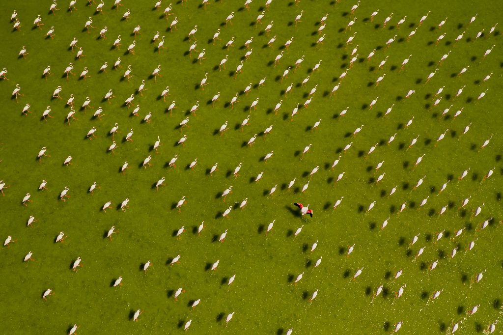 Flamingos