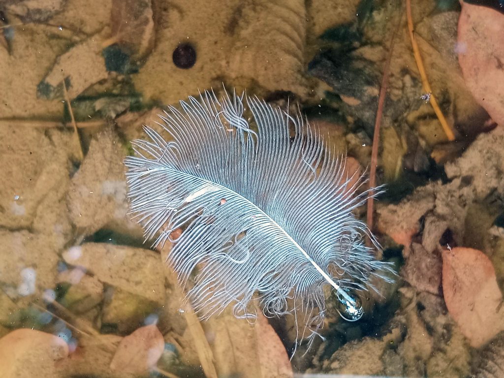 A filo d’acqua