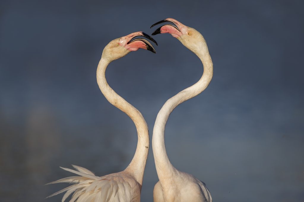 greater flamingo
