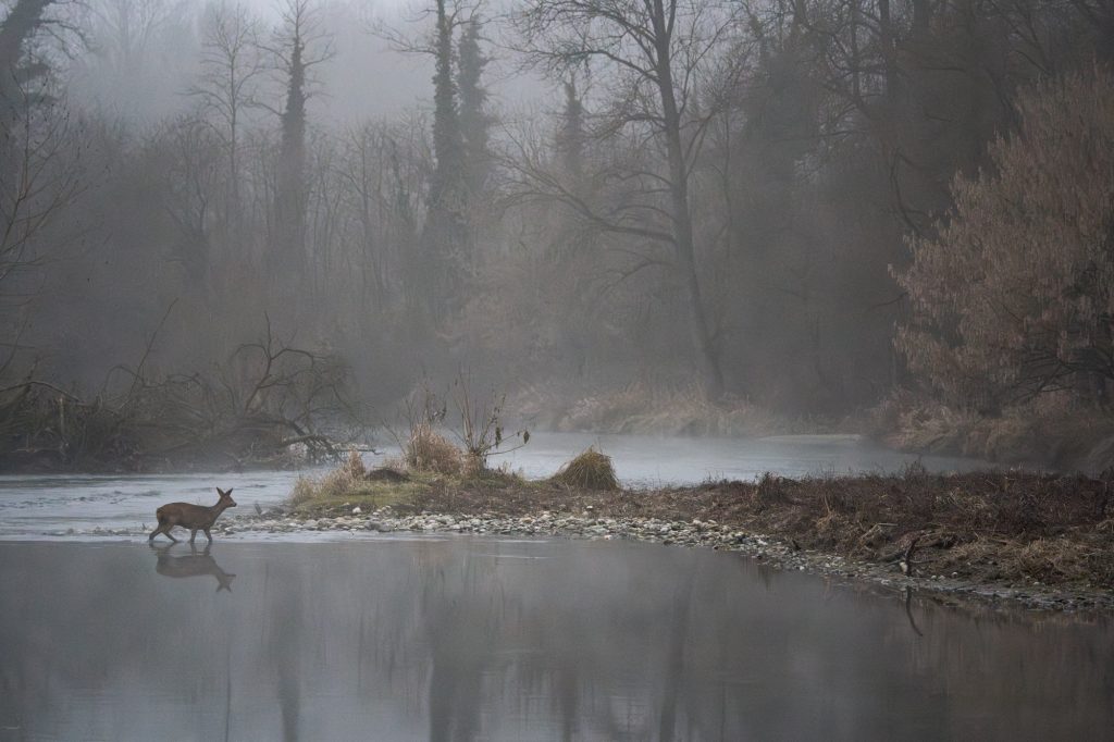 Il bosco incantato