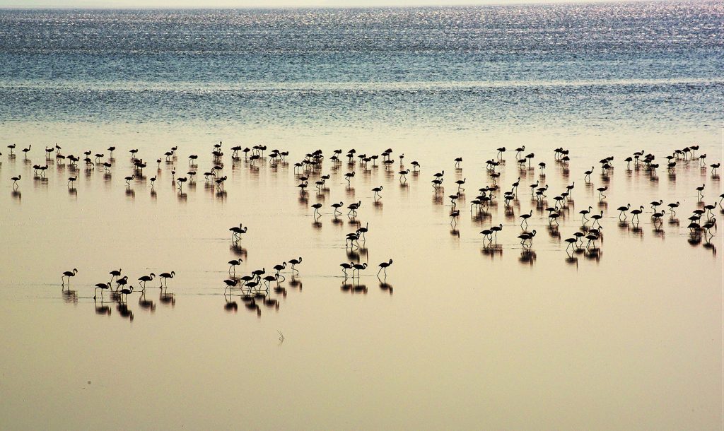 MIGRATORI