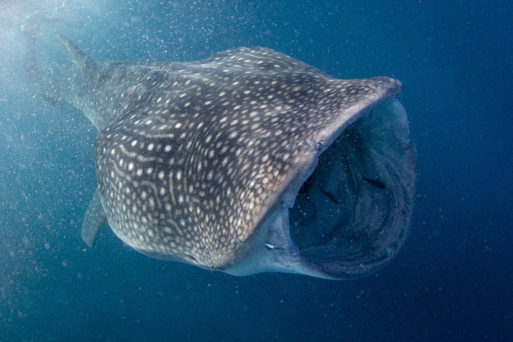 giant’s feeding
