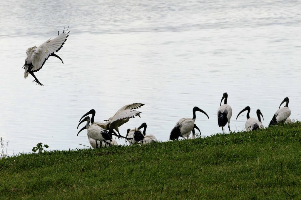 Ibis sacri