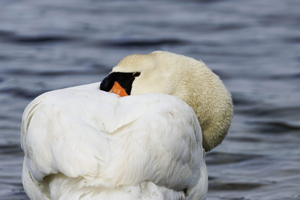 Il cigno timido