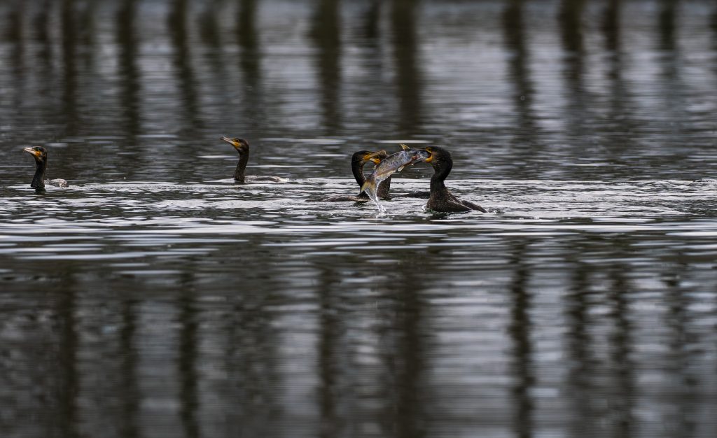 Cormorano pescatore