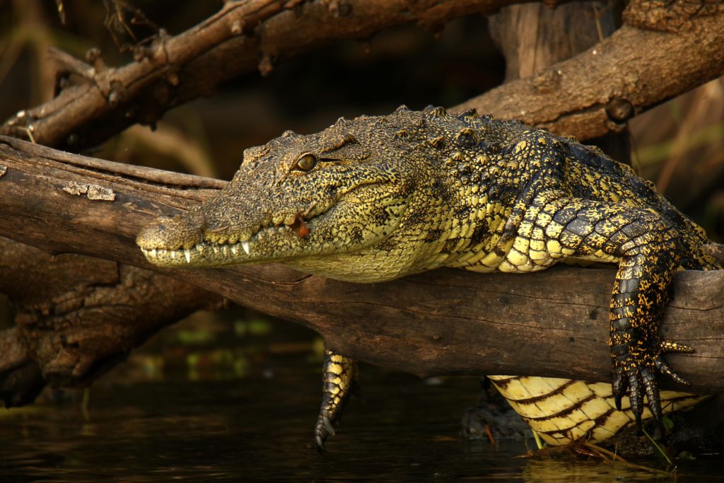 basking crocodile
