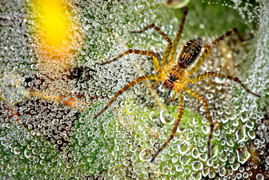 wolf spider and the morning dew
