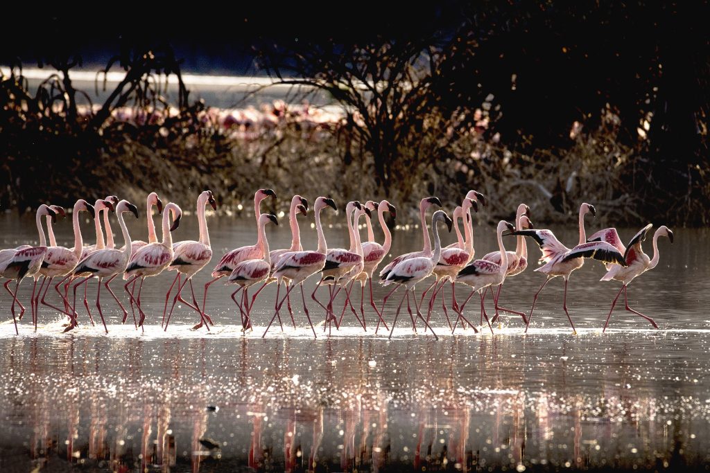 Pink team