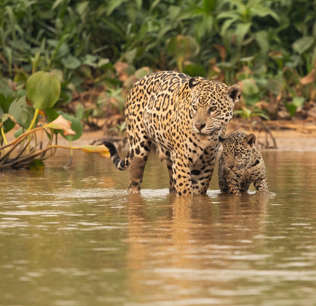 Giaguaro_Pantanal_Rio San Lorenzo