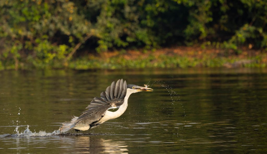 Airone cenerino_Pantanal_Rio Cujaba