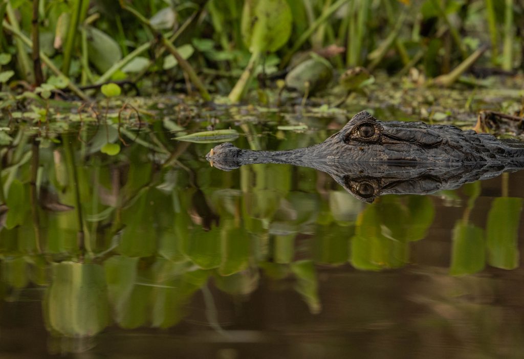 Caimano_Pantanal_Rio Cujaba