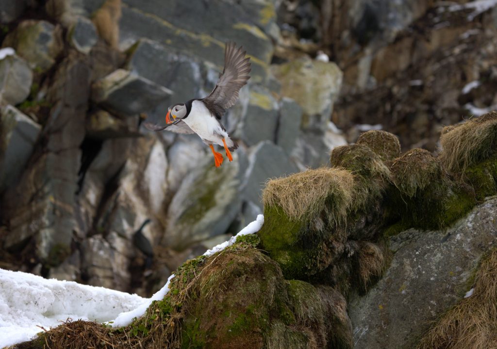 Puffin_Isola di Hornoya_Norvegia
