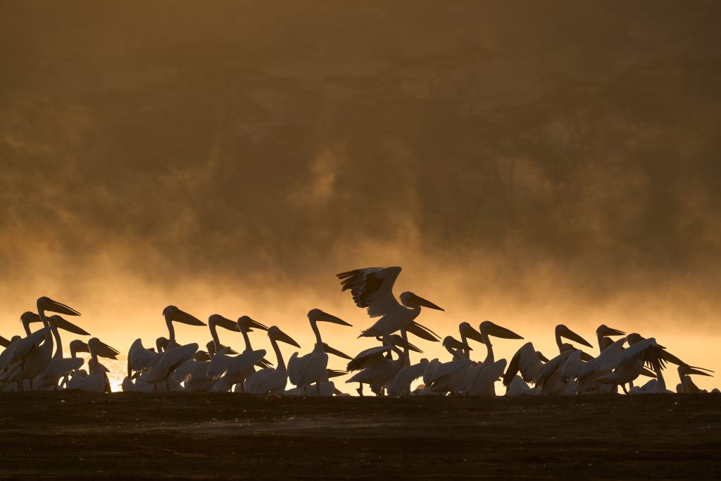 Pelicans on fire