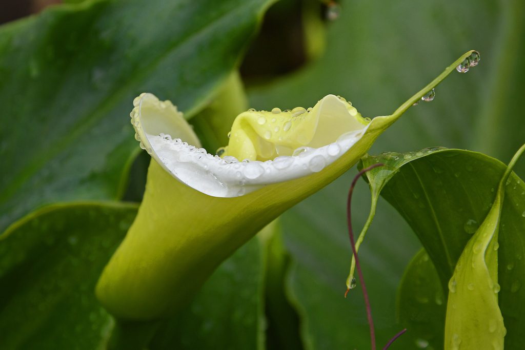 la bellezza di una calla dopo la pioggia